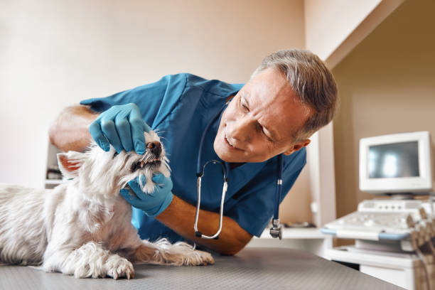 Best Emergency Broken Tooth Repair in Congress, AZ